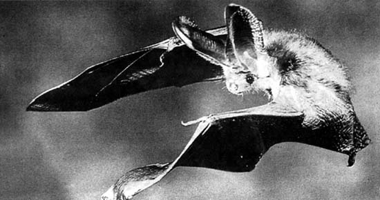 Flying Bat