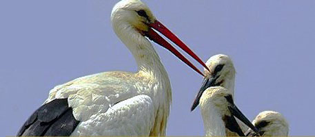 White Stork (Ciconia ciconia)