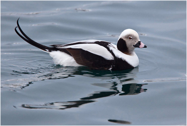 Eisente (Clangula hyemalis)