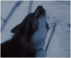 Oswald Wiener, Animal Music, Supposé Verlag, section from the CD cover
