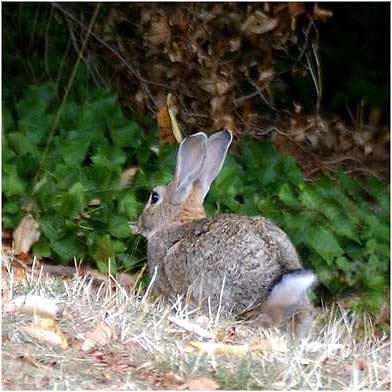Wild Rabbit - Oryctolagus cuniculus