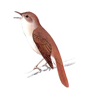 Drawing nightingale