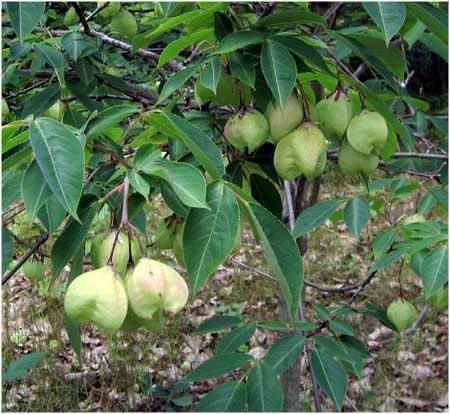 Bladdernut with fruits