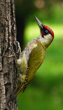 Green Woodpecker on a Tree