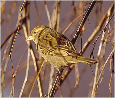 Detlef Singer, Kosmos Vogelatlas, Spatzenweibchen